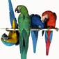 Коллекция птиц и попугаев для анимации в Poser.