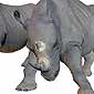 Африканский носорог.