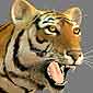 3D тигр.